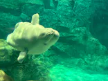 名古屋港水族館に投稿された画像（2024/3/26）