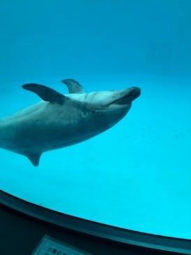 名古屋港水族館に投稿された画像（2024/3/26）