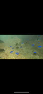 武藤潜水に投稿された画像（2024/3/26）