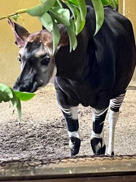 よこはま動物園ズーラシアに投稿された画像（2024/3/26）