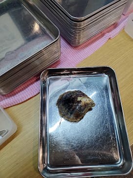 三重県真珠に投稿された画像（2024/3/26）