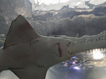 マクセル アクアパーク品川に投稿された画像（2024/3/26）