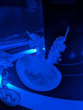 マクセル アクアパーク品川に投稿された画像（2024/3/26）