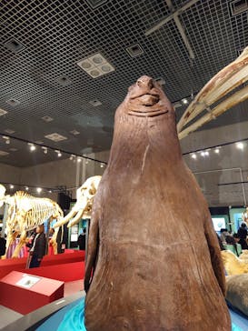 特別展「大哺乳類展３－わけてつなげて大行進」に投稿された画像（2024/3/26）