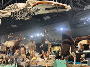 特別展「大哺乳類展３－わけてつなげて大行進」に投稿された画像（2024/3/26）