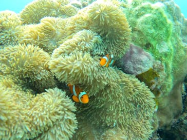 宮古島 ADVENTURE PiPi（ミヤコジマ アドベンチャー ピピ）に投稿された画像（2024/3/26）