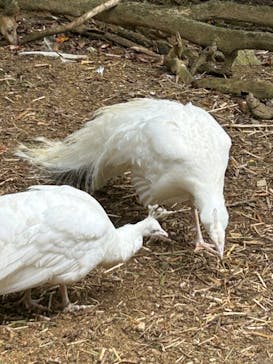 ネオパークオキナワに投稿された画像（2024/3/26）