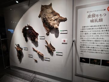 特別展「大哺乳類展３－わけてつなげて大行進」に投稿された画像（2024/3/26）