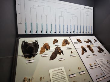 特別展「大哺乳類展３－わけてつなげて大行進」に投稿された画像（2024/3/26）