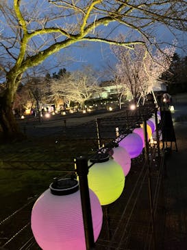 NAKED meets 二条城 2025 観月に投稿された画像（2024/3/26）