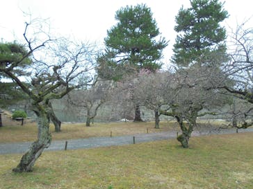 元離宮二条城に投稿された画像（2024/3/26）