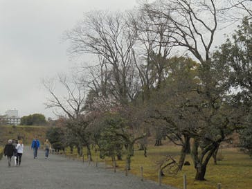 元離宮二条城に投稿された画像（2024/3/26）