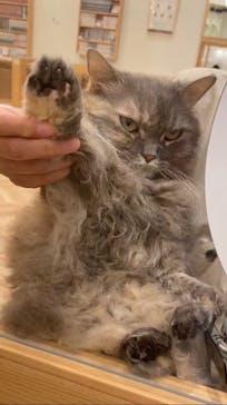 猫カフェモカ　イオンモール水戸内原店に投稿された画像（2024/3/26）