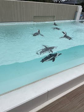 マリンワールド海の中道に投稿された画像（2024/3/27）