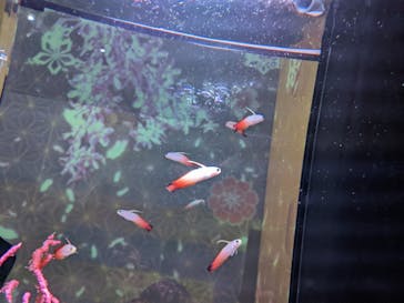 マクセル アクアパーク品川に投稿された画像（2024/3/27）