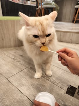 猫カフェモカ　アルシェ大宮店に投稿された画像（2024/3/27）