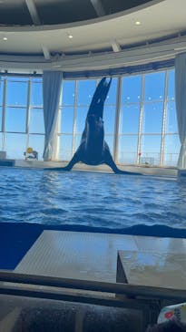 アクアワールド茨城県大洗水族館に投稿された画像（2024/3/27）