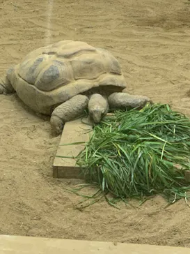 天王寺動物園に投稿された画像（2024/3/27）