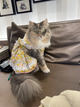 猫カフェモカ　立川店に投稿された画像（2024/3/27）