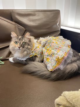 猫カフェモカ　立川店に投稿された画像（2024/3/27）