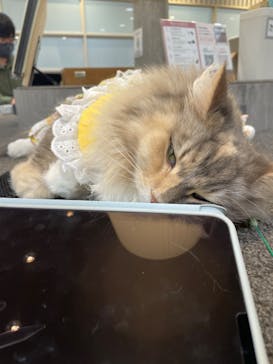 猫カフェモカ　立川店に投稿された画像（2024/3/27）