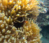 沖縄マリンサービス碧に投稿された画像（2024/3/27）