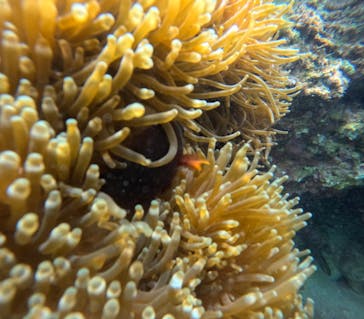 沖縄マリンサービス碧に投稿された画像（2024/3/27）