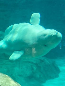 名古屋港水族館に投稿された画像（2024/3/27）