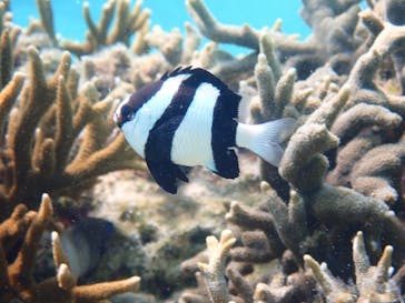 marine assist DEMI（マリンアシストデミ）に投稿された画像（2024/3/27）