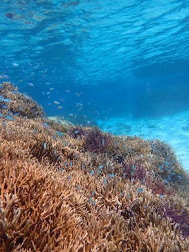 marine assist DEMI（マリンアシストデミ）に投稿された画像（2024/3/27）