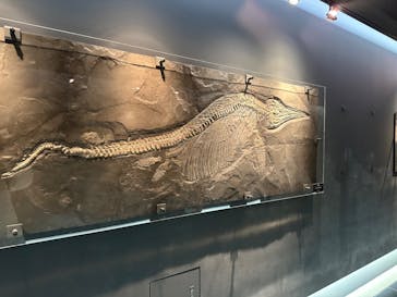 福井県立恐竜博物館に投稿された画像（2024/3/27）