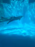 名古屋港水族館に投稿された画像（2024/3/27）