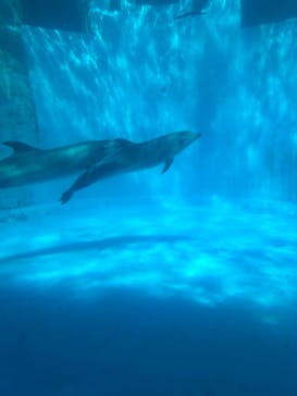 名古屋港水族館に投稿された画像（2024/3/27）