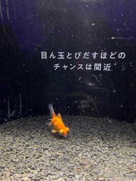 横浜開運水族館 フォーチュンアクアリウムに投稿された画像（2024/3/27）