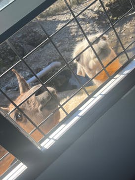 那須サファリパークに投稿された画像（2024/3/27）