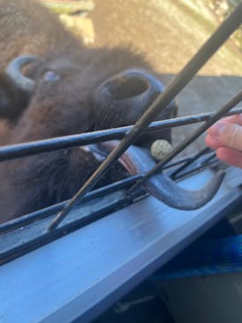 那須サファリパークに投稿された画像（2024/3/27）