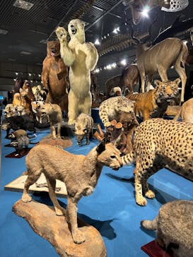 特別展「大哺乳類展３－わけてつなげて大行進」に投稿された画像（2024/3/27）