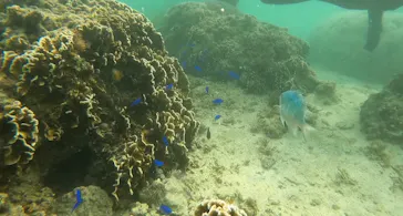 武藤潜水に投稿された画像（2024/3/27）