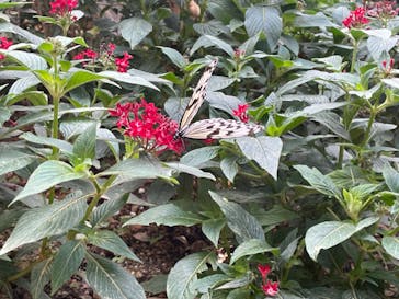 ナゴパイナップルパークに投稿された画像（2024/3/27）