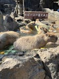 伊豆シャボテン動物公園に投稿された画像（2024/3/27）