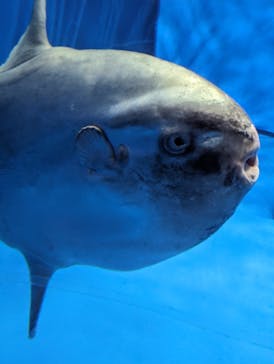 アクアワールド茨城県大洗水族館に投稿された画像（2024/3/27）