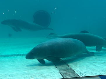 沖縄美ら海水族館に投稿された画像（2024/3/27）