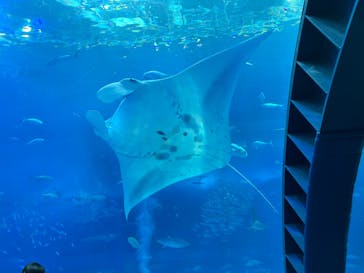 沖縄美ら海水族館に投稿された画像（2024/3/27）