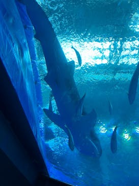 沖縄美ら海水族館に投稿された画像（2024/3/27）
