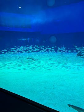 沖縄美ら海水族館に投稿された画像（2024/3/27）
