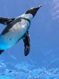 サンシャイン水族館に投稿された画像（2024/3/27）