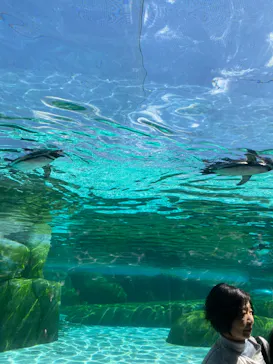天王寺動物園に投稿された画像（2024/3/27）