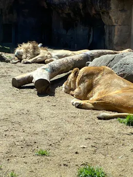 天王寺動物園に投稿された画像（2024/3/27）