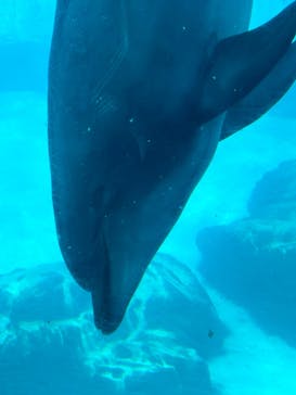 名古屋港水族館に投稿された画像（2024/3/27）