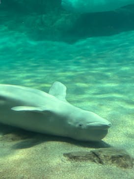名古屋港水族館に投稿された画像（2024/3/27）
